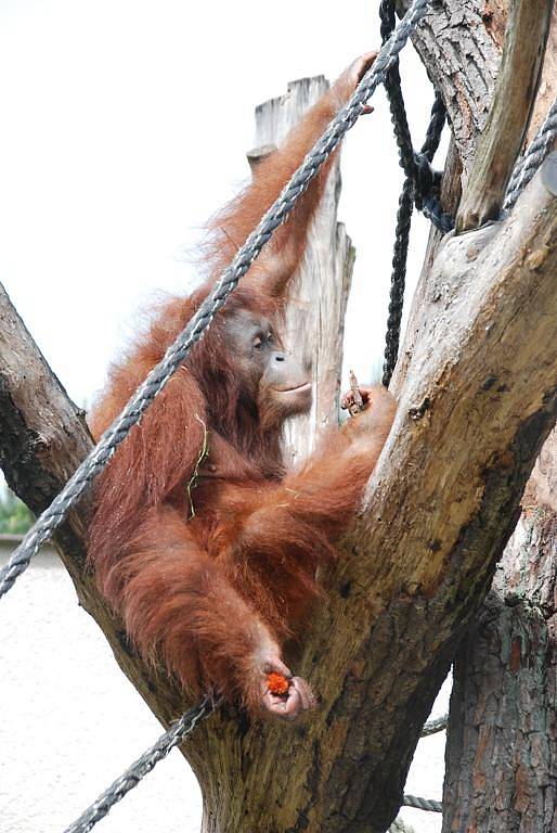 První uspávací injekce orangutanku neuspala