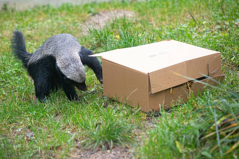 Zvířata v zoo nemají zábavu v podobě návštěvníků. Pro zpestření proto dostaly některé šelmy jídlo stejně jako teď vydávají restaurace: do krabičky s sebou.