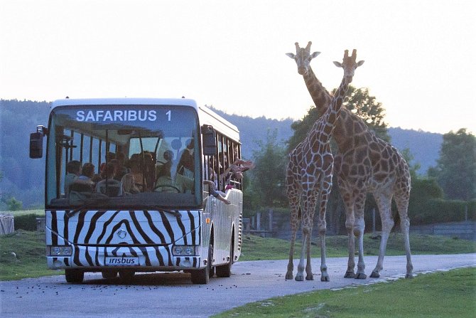 Večerní safari přiblíží život zvířat za soumraku. Hvězdami projížděk jsou aktivní buvoli pralesní, kteří nejsou jinde k vidění