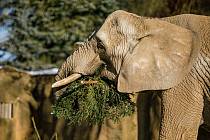 Trojice slonů afrických Safari Parku Dvůr Králové si pochutnala v úterý na vánočních stromcích.