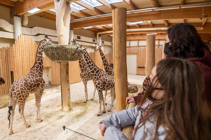 Safari Park Dvůr Králové otevřel brány návštěvníkům 3. prosince. Lidé tam přijeli během víkendu na výlet.