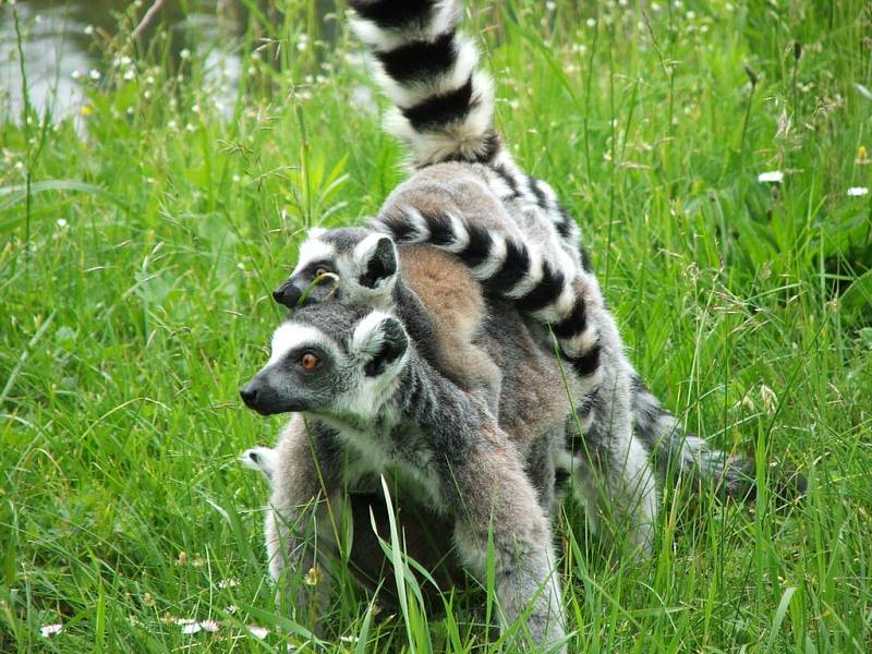 Lemur kata s mláďaty