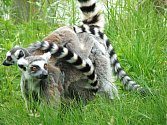 Lemur kata s mláďaty