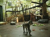 UNIKÁTNÍ DRILOVÉ  se zabydlují v královédvorské zoo. Ve volné přírodě jich žije už jen několik tisíc, a to  na poměrně malém území v hraniční oblasti Kamerunu a Nigérie a na ostrově Bioko. 