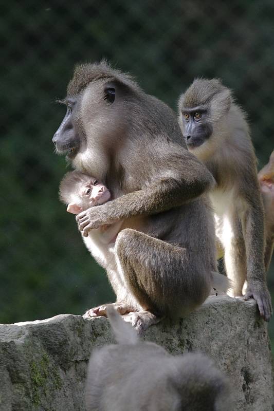 Nové přírůstky v Safari Parku Dvůr Králové nad Labem: sameček drilů černolících.