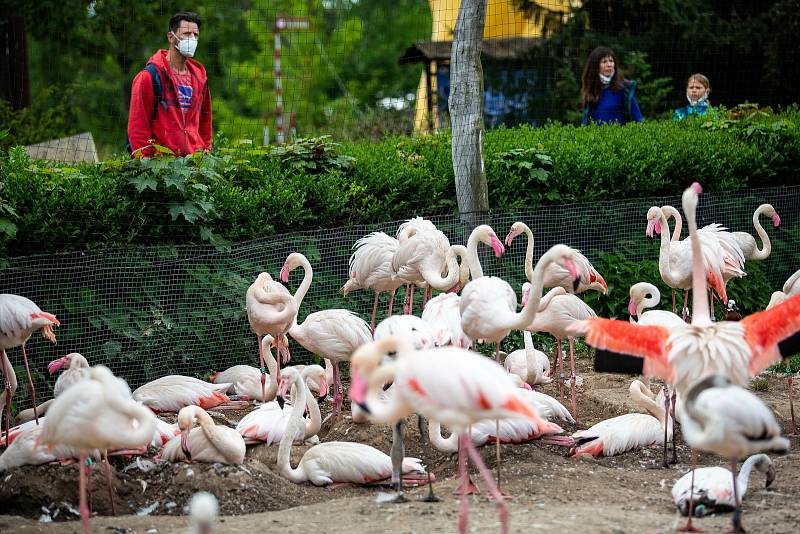 Safaripark Dvůr Králové nad Labem? Zoo v sezoně láká hlavně na nový výběh pro gepardy a nové pavilony.