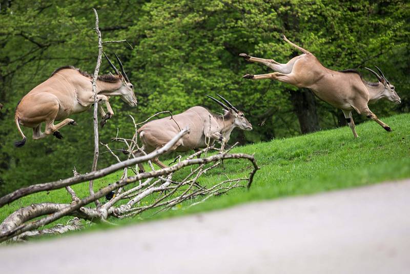 Safari Park Dvůr Králové 2018