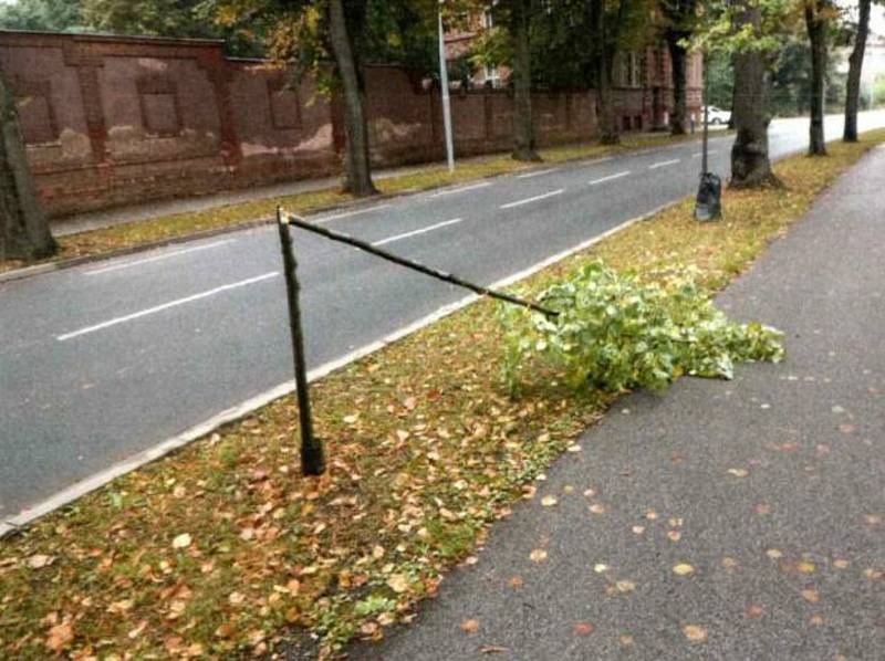 Vandalové ve Dvoře Králové zlomili mladou lípu.