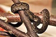 Mládě jedovaté zmije Nitscheiovy, které se narodilo v Safari Parku Dvůr Králové.