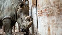 Safari Park Dvůr Králové získal z Německa na posílení chovu nosorožců bílých jižních osmadvacetiletého samce jménem Kusini.