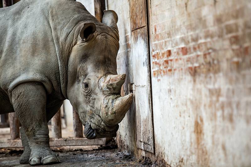 Safari Park Dvůr Králové získal z Německa na posílení chovu nosorožců bílých jižních osmadvacetiletého samce jménem Kusini.