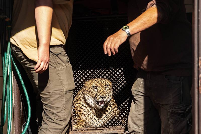 Toulouse a Tomas jsou novými chovnými geprdy kteří v únoru dorazili ze švédské zoo Boras.