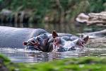 Mládě hrocha se narodilo v pátek v Safari Parku Dvůr Králové přímo do vody přírodního jezera.
