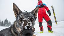 V Krkonoších u Richtrových bud nad Pecí pod Sněžkou trénovali 15. ledna 2019 horští záchranáři vyhledávání v lavinách. Mezinárodního cvičení, které skončí 17. ledna 2019, se účastní asi 40 záchranářů včetně 20 psovodů a jejich psů.
