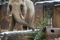Slonice v Safari Parku Dvůr Králové si pochutnávají na neprodaných vánočních stromcích.