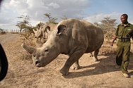 SAMICE NÁJIN A FATU jsou v keňské rezervaci Ol Pejeta pod stálým dohledem ozbrojených složek. Spolu se samcem Súdánem jsou posledními zvířaty svého druhu.