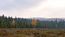 Krkonošský národní park připravuje na svém území jedenáct nových tokanišť pro tetřívka obecného.