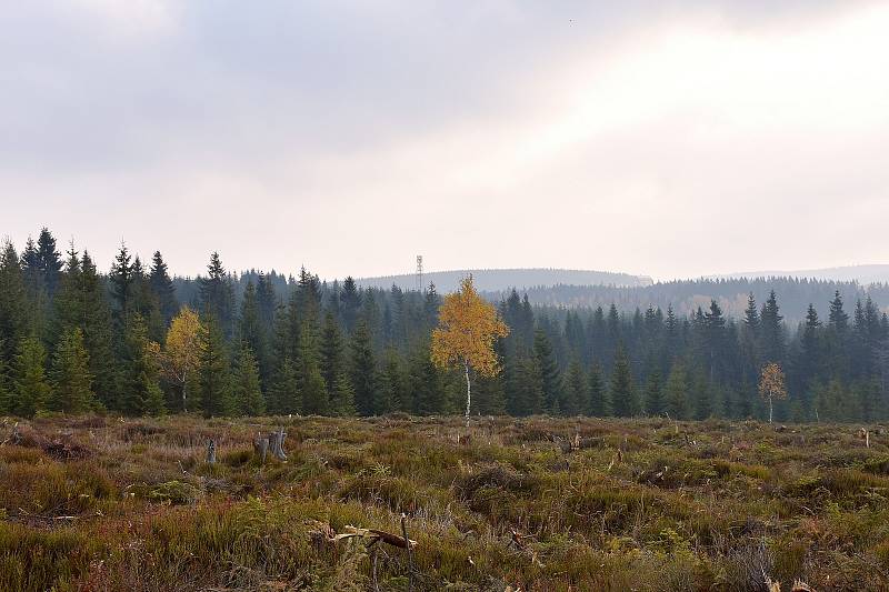 Krkonošský národní park připravuje na svém území jedenáct nových tokanišť pro tetřívka obecného.