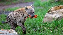 Zvířata v zoo nemají zábavu v podobě návštěvníků. Pro zpestření proto dostaly některé šelmy jídlo stejně jako teď vydávají restaurace: do krabičky s sebou.