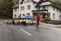 Horští pastevci přesouvají před zimou stádo ovcí z krkonošských luk do údolí.