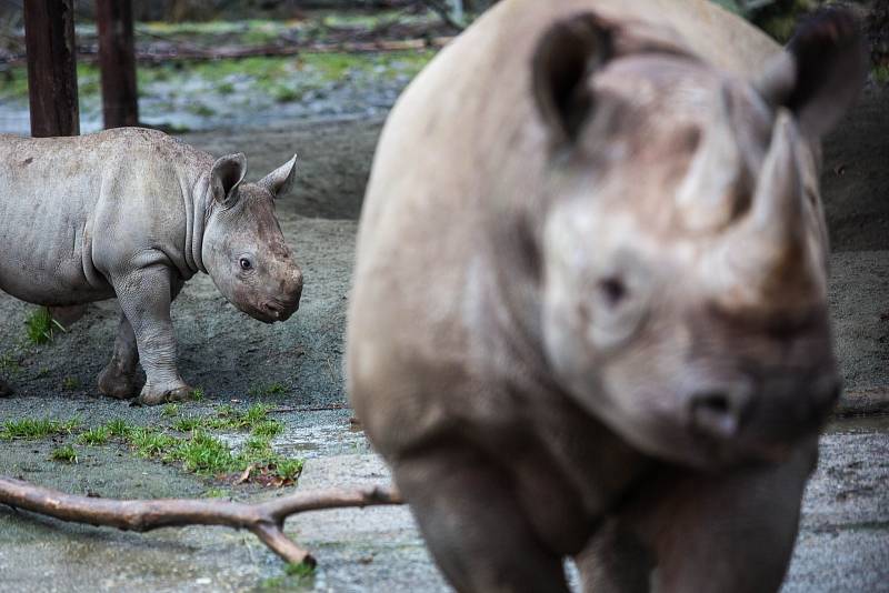 Mládě vzácného nosorožce dvourohého je celkově už 45. nosorožcem tohoto druhu narozeným ve dvorské zoo. Matkou se podruhé stala samice Etosha. 