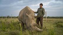 Jan Stejskal ze Safari Parku Dvůr Králové den před procedurou v rezervaci Ol Pejeta kontroluje Fatu, mladšího ze dvou severních bílých nosorožců na planetě, který se ve dvorském safari parku narodil.