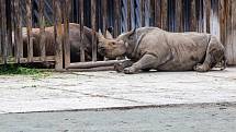 Safari par ve Dvoře Králové se slavnostně rozloučil s nosorožci, kteří budou v červnu převezeni do Afriky.