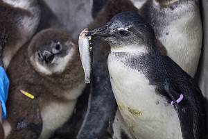 Pět mláďat tučňáků brýlových odchovaných v Safari Parku Dvůr Králové se ve speciální školce učí přijímat krmení z rukou chovatelů.