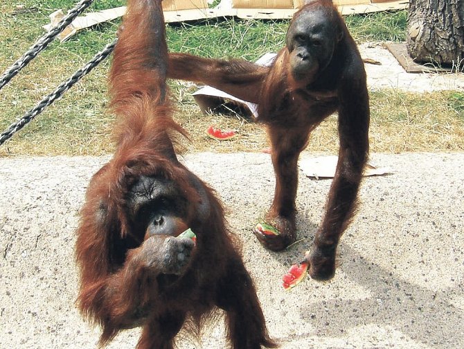 Orangutani Dona a Batu si ve výběhu pochutnávají na melounech. 