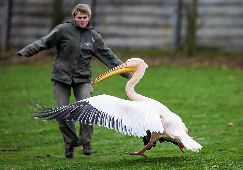 Odchyt pelikánů v ZOO Dvůr Králové