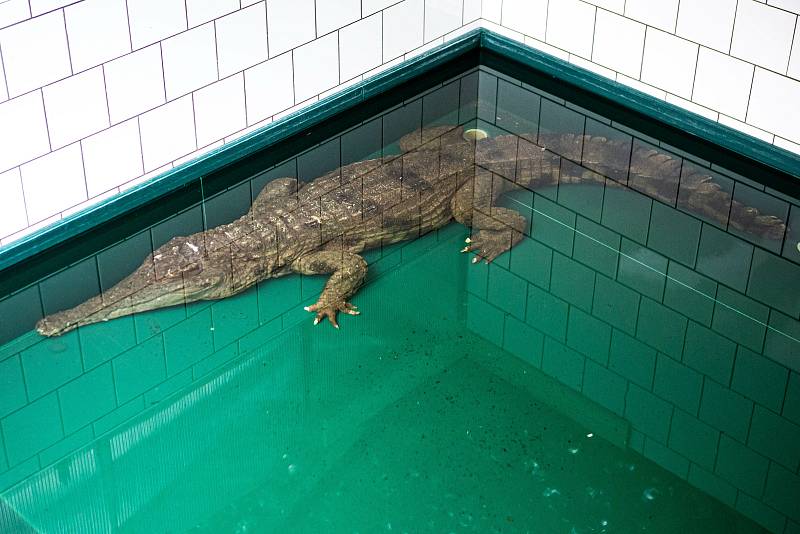 Safari Park Dvůr Králové získal na konci listopadu ze španělské Valencie samici vzácného krokodýla štítnatého.