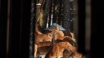 Hajní Krkonošského národního parku chodí denně v ranních hodinách přikrmovat vysokou zvěř do přezimovacích obor.