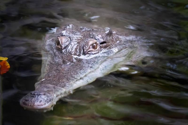Krokodýl štítnatý se přestěhoval do nově upraveného pavilonu Vodní světy v Safari Parku Dvůr Králové.