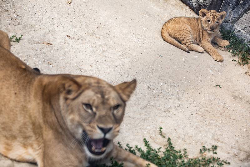 Ve výběhu lvů ve dvorském safari parku začalo být velmi rušno. Před několika dny se tam poprvé vydala dvě osmitýdenní koťata lvů berberských. Ta se v safari parku narodila po třicetileté přestávce.