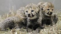 Safari park vítá geparďata. Skupinu rozšířila čtyři mláďata