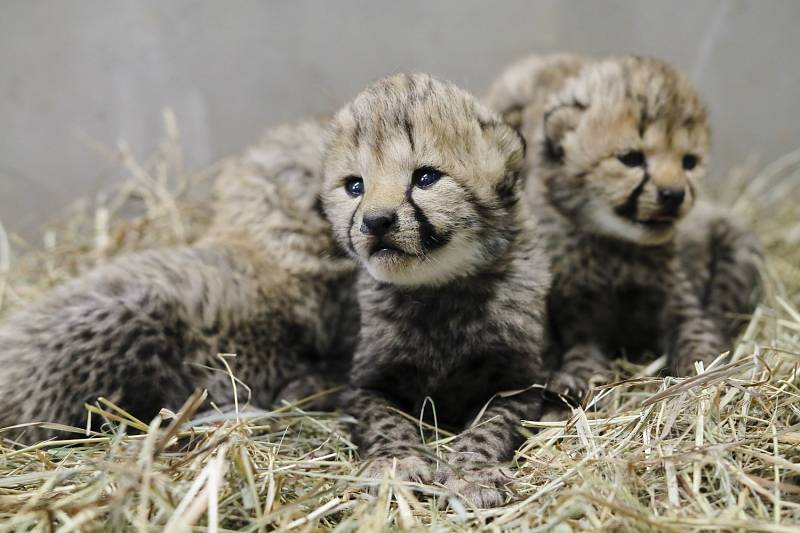 Safari park vítá geparďata. Skupinu rozšířila čtyři mláďata