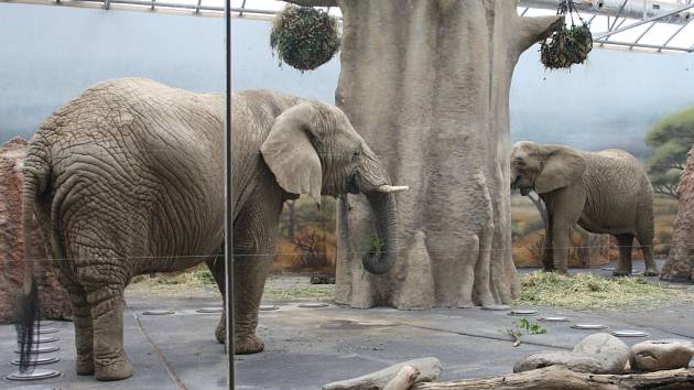 AFRICKOU SAVANU si v královédvorské zoo užívají hned dvě slonice