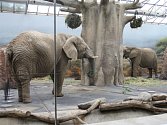 AFRICKOU SAVANU si v královédvorské zoo užívají hned dvě slonice