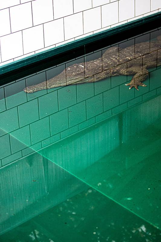 Safari Park Dvůr Králové získal na konci listopadu ze španělské Valencie samici vzácného krokodýla štítnatého.