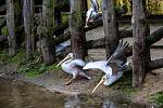 Odchyt pelikánů v safari v zoo Dvůr Králové nad Labem.