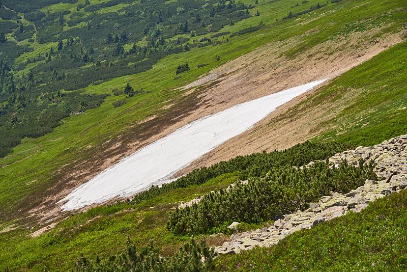 Krkonošská příroda, nafocená 1. července 2019.