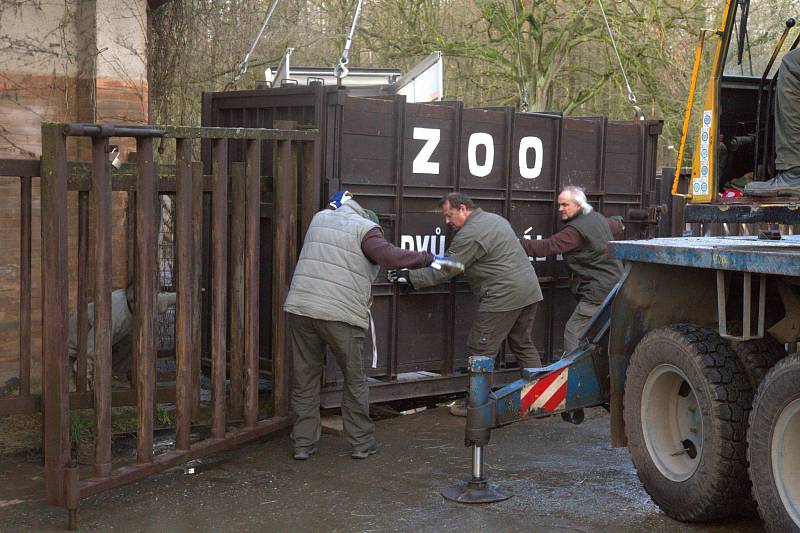 Ve čtvrtek brzy ráno zoologové bezpečně dopravili samici nosorožce bílého jižního do Dvora Králové z francouzské zoo Beauval.