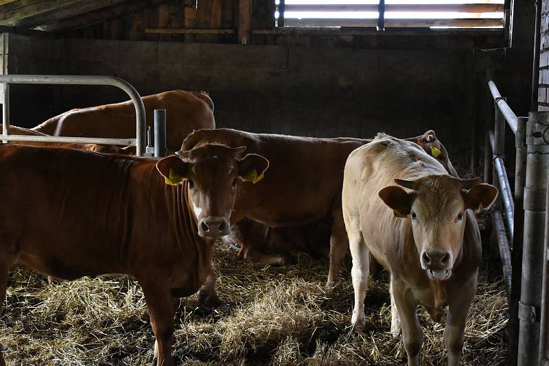 Biofarma pod Hájkem manželů Řehořkových v Horní Branné se stala českou ekofarmou roku 2020.