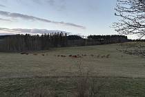 Stádo zdivočelých krav se potuluje v blízkosti silnice mezi Výšinkou a Stříteží.