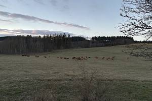 Stádo zdivočelých krav se potuluje v blízkosti silnice mezi Výšinkou a Stříteží.