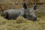 V úterý v ranních hodinách oslavila Zoo Dvůr Králové narození nosorožce dvourohého. Samice Etosha porodila už 45. nosorožce tohoto druhu, který se v podkrkonošské zahradě narodil.