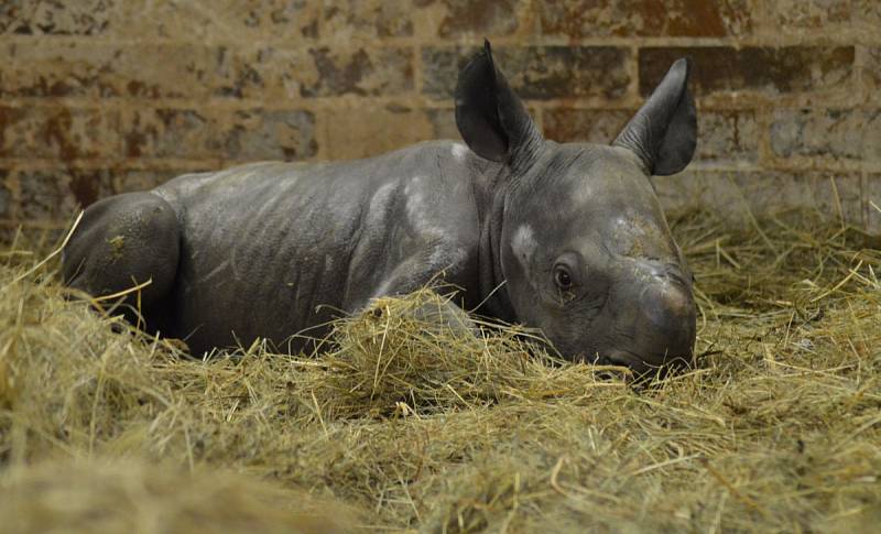 V úterý v ranních hodinách oslavila Zoo Dvůr Králové narození nosorožce dvourohého. Samice Etosha porodila už 45. nosorožce tohoto druhu, který se v podkrkonošské zahradě narodil.