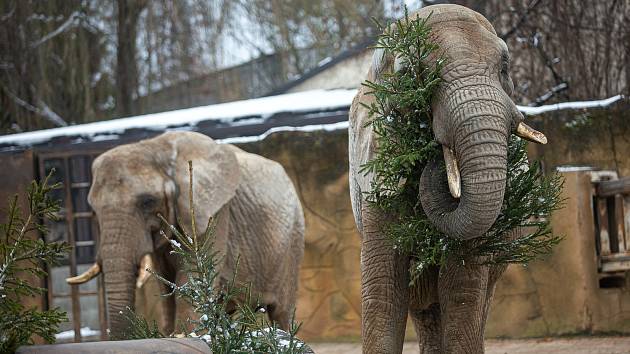 Slonice v Safari Parku Dvůr Králové si pochutnávají na neprodaných vánočních stromcích.