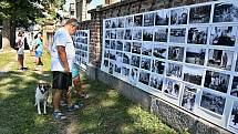 Uznávaný fotograf Bohdan Holomíček vystavil v sobotu fotky na hřbitovní zdi v Mladých Bukách.