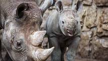 Mládě vzácného nosorožce dvourohého je celkově už 45. nosorožcem tohoto druhu narozeným ve dvorské zoo. Matkou se podruhé stala samice Etosha. 